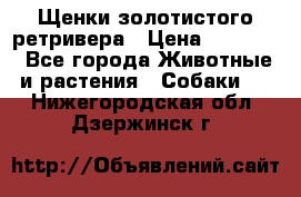 Щенки золотистого ретривера › Цена ­ 15 000 - Все города Животные и растения » Собаки   . Нижегородская обл.,Дзержинск г.